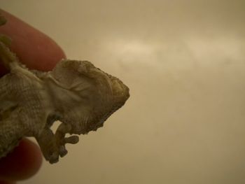 Media type: image;   Herpetology R-183771